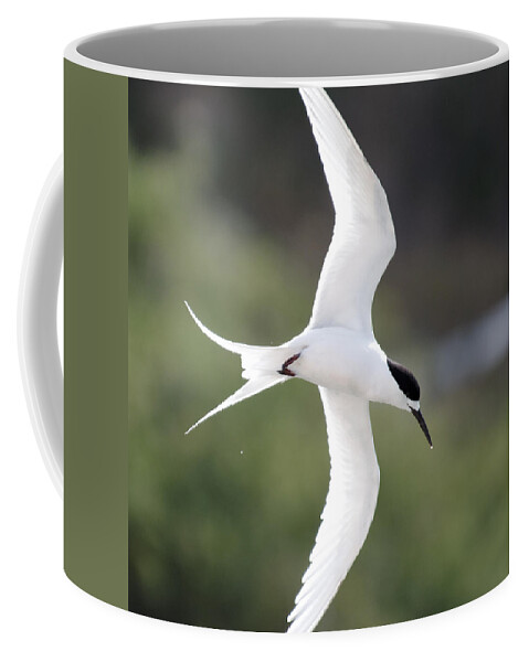 Darin Volpe Animals Coffee Mug featuring the photograph Sharp Left Tern -- White-Fronted Tern in Port Chalmers, New Zealand by Darin Volpe