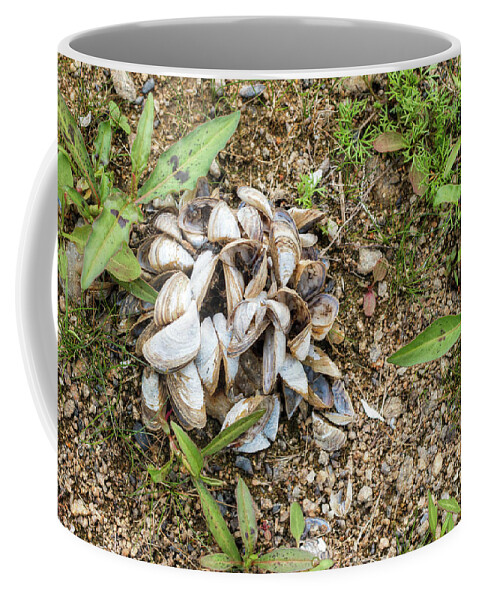 Shell Coffee Mug featuring the photograph Shells of freshwater mussels by Michal Boubin