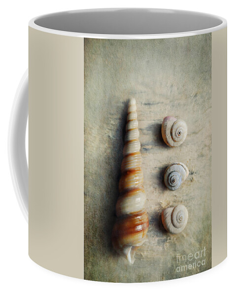 Shells Coffee Mug featuring the photograph Shells on beach wood by Lyn Randle