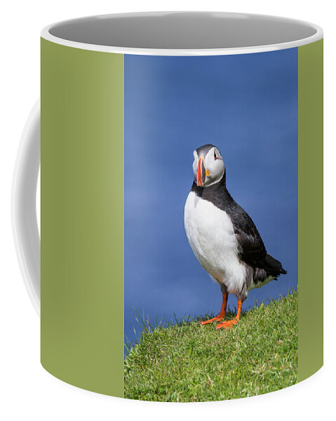 Atlantic Puffin Coffee Mug featuring the photograph Shetland Puffin by Arterra Picture Library