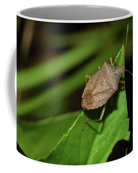 Photograph Coffee Mug featuring the photograph Shield Bug by Larah McElroy