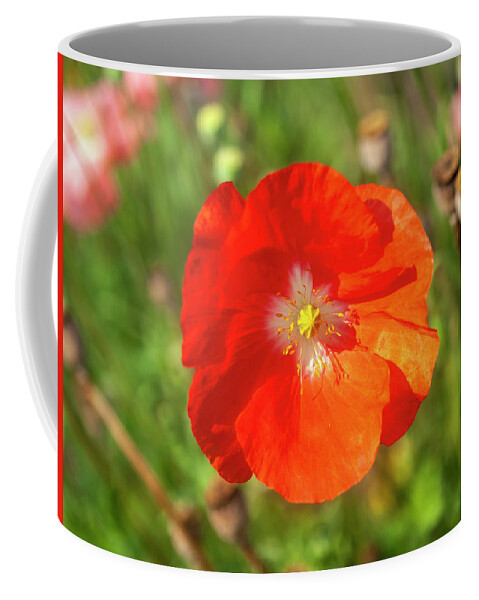 Shirley Poppy Coffee Mug featuring the photograph Shirley Poppy 2018-10 by Thomas Young
