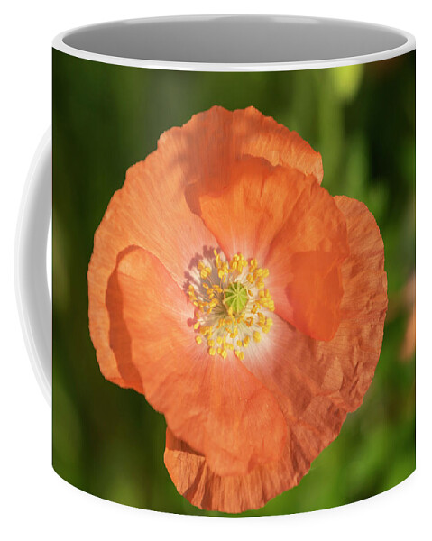 Shirley Poppy Coffee Mug featuring the photograph Shirley Poppy 2018-13 by Thomas Young