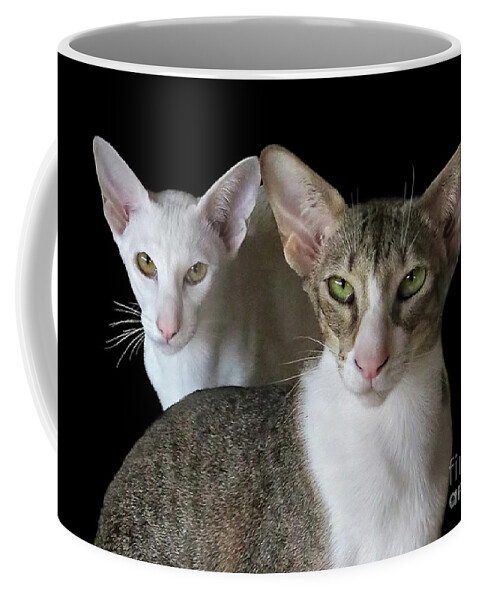 Cats Coffee Mug featuring the photograph Shiro and Petunia Torrini by Jennie Breeze
