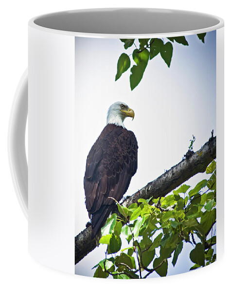 Haliaeetus Leucocephalus Coffee Mug featuring the photograph Shoulder check by Rob Mclean