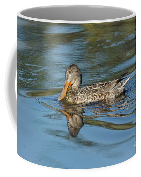Duck Coffee Mug featuring the photograph Shoveler by Craig Leaper