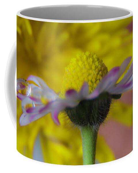 Daisy Coffee Mug featuring the photograph Show-off Daisy by Wolfgang Stocker