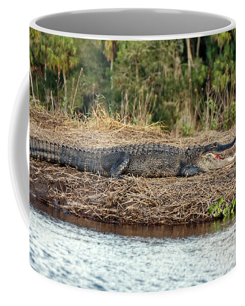 American Alligator Sunning Coffee Mug featuring the photograph Showing Teeth by Sally Weigand