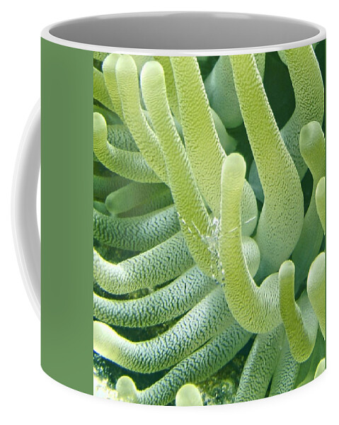 Shrimp Coffee Mug featuring the photograph Shrimp and Green Anemone by Amy McDaniel