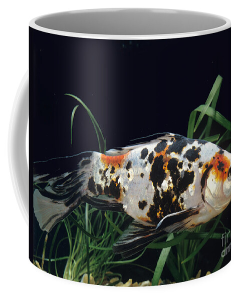 Adult Coffee Mug featuring the photograph Shubunkin Goldfish Carassius Auratus by Gerard Lacz