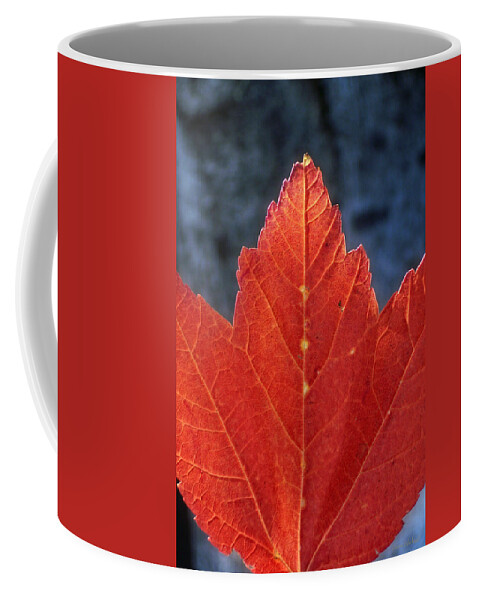 Leaf Coffee Mug featuring the photograph Sign Of Fall by Donna Blackhall