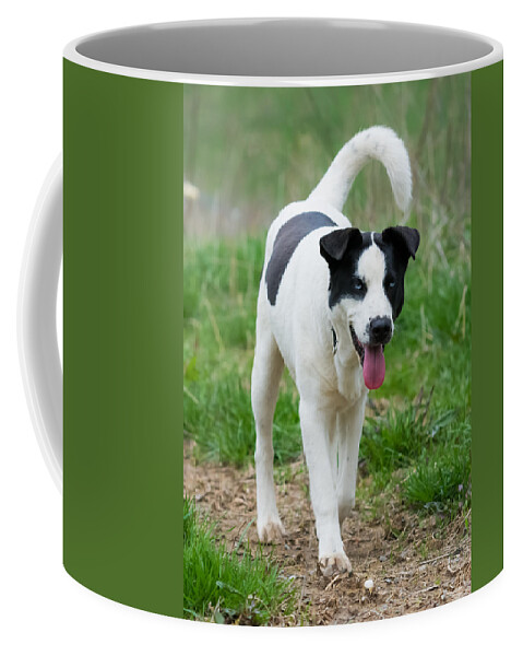 Dog Coffee Mug featuring the photograph Silly Dog by Holden The Moment