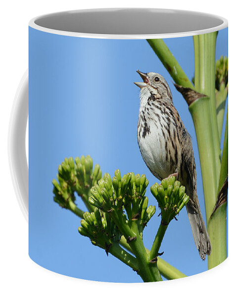 Song Sparrow Coffee Mug featuring the photograph Sing A Song by Fraida Gutovich