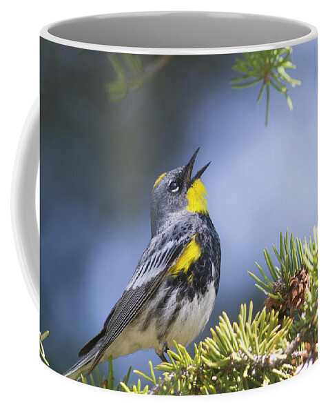 Mark Miller Photos Coffee Mug featuring the photograph Singing Audubon's Warbler by Mark Miller
