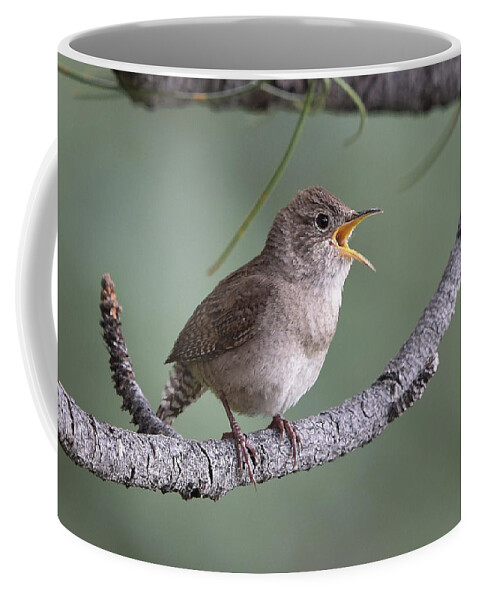 Wren Coffee Mug featuring the photograph Singing House Wren by Ben Foster