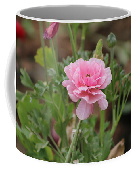 Pastel Pink Ranunculus Coffee Mug featuring the photograph Single Peony Pink Ranunculus Closeup by Colleen Cornelius
