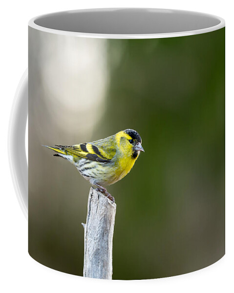 Siskin On Top Coffee Mug featuring the photograph Siskin on top by Torbjorn Swenelius