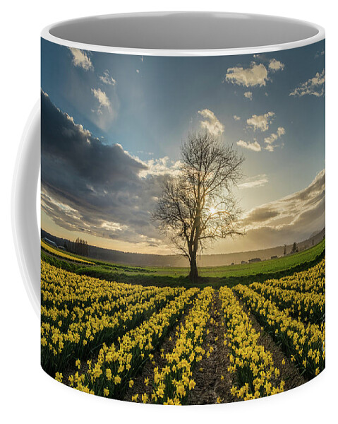 Daffodils Coffee Mug featuring the photograph Skagit Daffodils Lone Tree by Mike Reid
