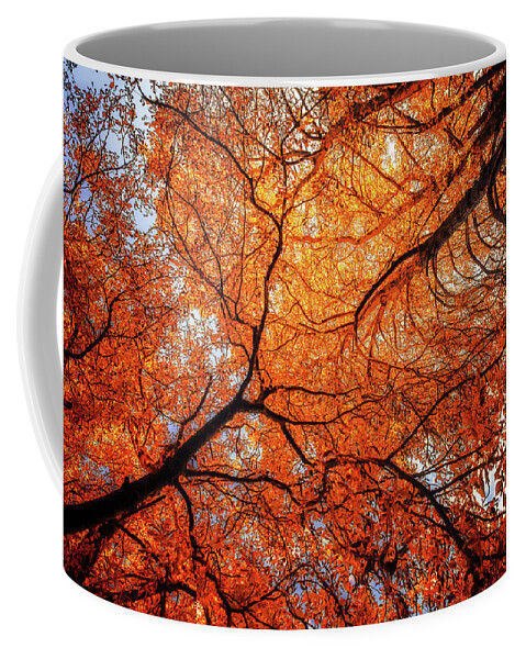 Autumn Pleasure Coffee Mug featuring the photograph Sky Roots in Forest Red by John Williams