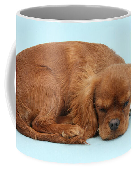 Ruby Cavalier King Charles Spaniel Coffee Mug featuring the photograph Sleepy Cavalier by Warren Photographic