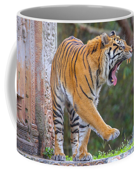 Tiger Coffee Mug featuring the photograph Sleepy Tiger by Dart Humeston