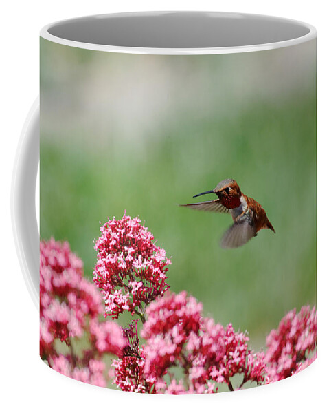 Darin Volpe Animals Coffee Mug featuring the photograph Small and Feisty - Rufous Hummingbird in Templeton, California by Darin Volpe