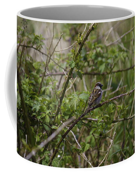 Landscape Coffee Mug featuring the photograph Small bird on Branch by Donna L Munro