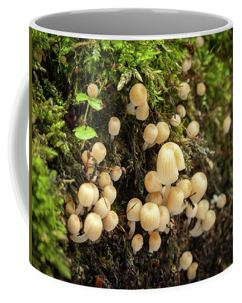 Autumn Coffee Mug featuring the photograph Small mushrooms growing on wood in the forest by Stefan Rotter