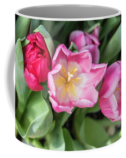 Tulips Coffee Mug featuring the photograph Smiling Tulips by Cathy Donohoue