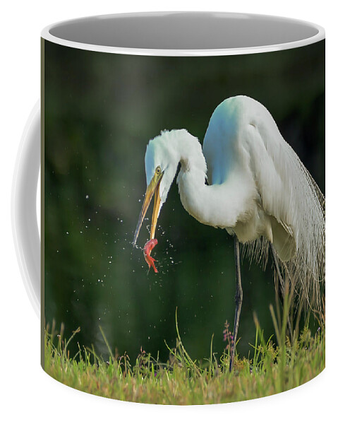 Great Egret Coffee Mug featuring the photograph Snack by Don Durfee