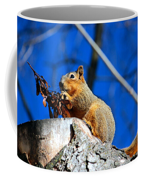 Squirrel Coffee Mug featuring the photograph Snack time by Jean Evans