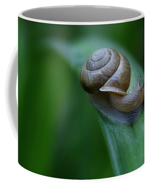Snail Coffee Mug featuring the photograph Snail In The Morning by Mike Eingle