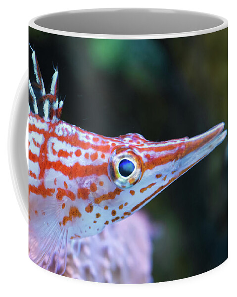 Hawkfish Coffee Mug featuring the photograph Snooty the Hawkfish by Jim Zablotny