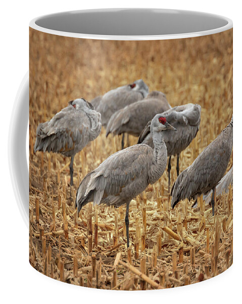 Sandhill Cranes Coffee Mug featuring the photograph Snooze Fest by Susan Rissi Tregoning