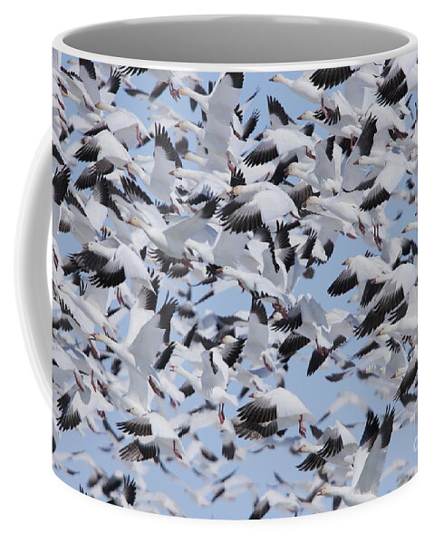 Snow Geese Coffee Mug featuring the photograph Snow Geese by Alyce Taylor