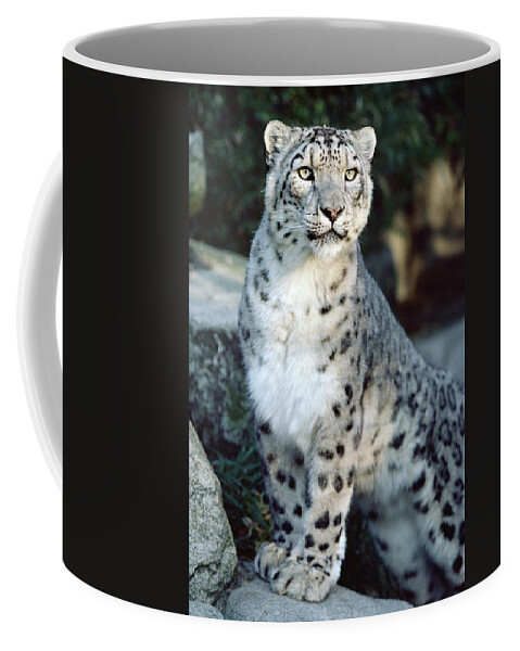 Mp Coffee Mug featuring the photograph Snow Leopard Uncia Uncia Portrait by Gerry Ellis