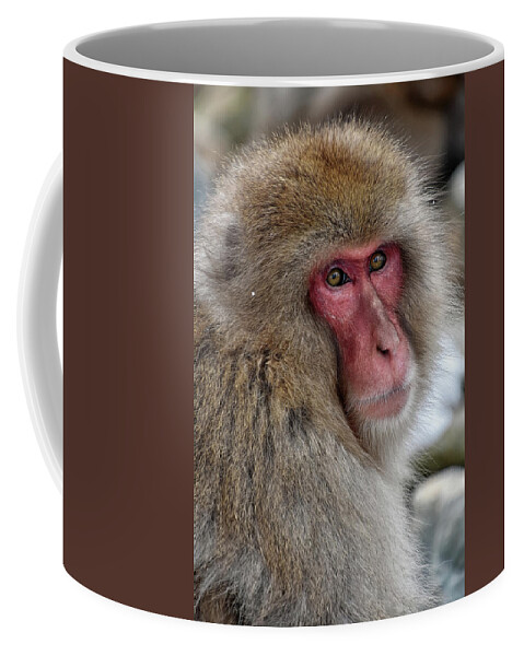 Jigokudani Coffee Mug featuring the photograph Snow Monkey by Kuni Photography