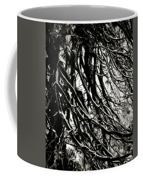 Pine Coffee Mug featuring the photograph Snow on Pine Boughs by Timothy Bulone
