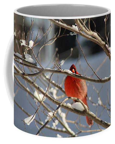Cardinal Coffee Mug featuring the photograph Snowbird by Vikki Angel