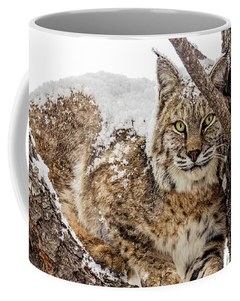 Categories Coffee Mug featuring the photograph Snowy Bobcat by Dawn Key