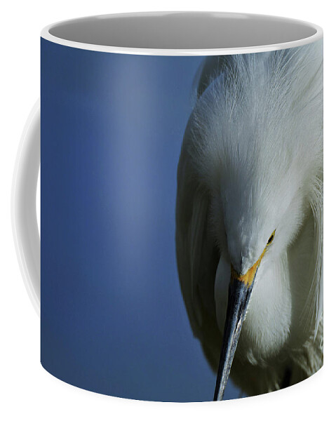 Snowy Egret Coffee Mug featuring the photograph Snowy Close Up by Julie Adair