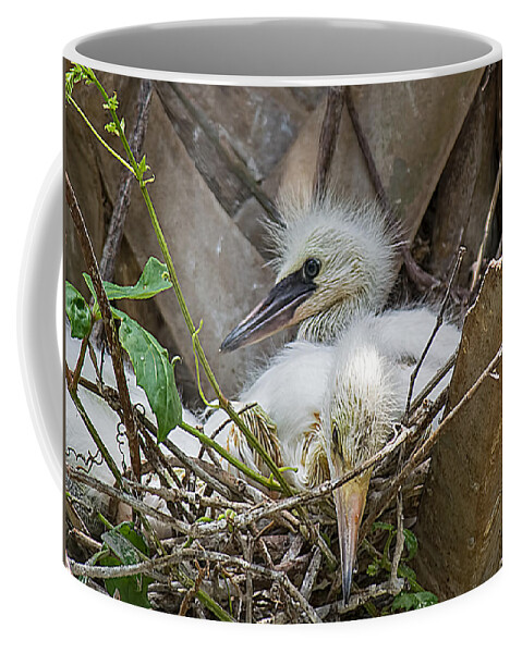 Wildlife Coffee Mug featuring the photograph Snowy Egret Chick Family by Kenneth Albin