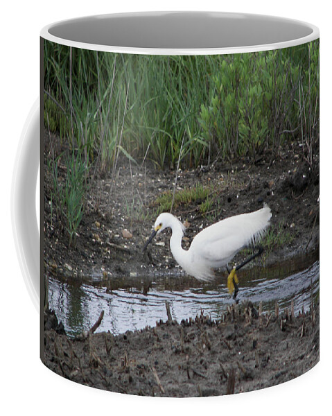  Eastern Shore Nwr Refuge Coffee Mug featuring the photograph Snowy Egret on the Prowl by Daniel Hebard