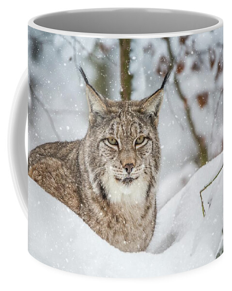 Eurasian Lynx Coffee Mug featuring the photograph Snowy Lynx by Eva Lechner