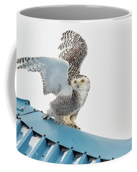 Owl Coffee Mug featuring the photograph Snowy Model Ambition by Everet Regal