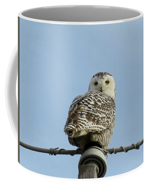 Cape Vinceent Coffee Mug featuring the photograph Snowy owl            by Dennis McCarthy