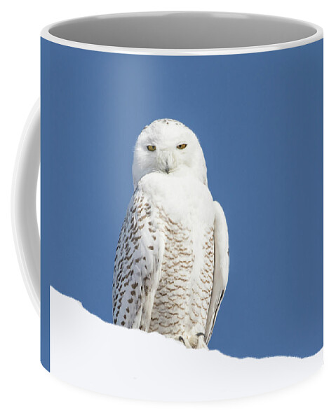 Snowy Owl Coffee Mug featuring the photograph Snowy Owl #1 by Mindy Musick King