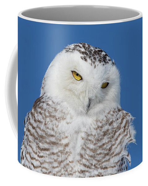 Art Coffee Mug featuring the photograph Snowy Owl Portrait by Mircea Costina Photography