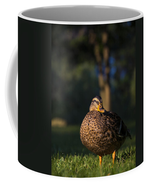 American Black Duck Coffee Mug featuring the photograph Soak up the sun by Mark Papke