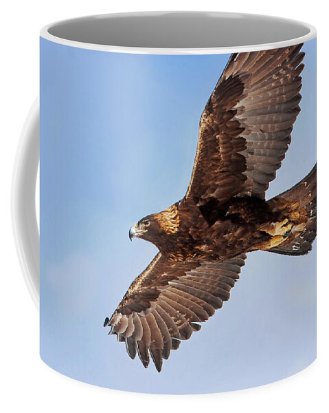 Golden Eagle Coffee Mug featuring the photograph Soaring Golden Eagle by Mark Miller